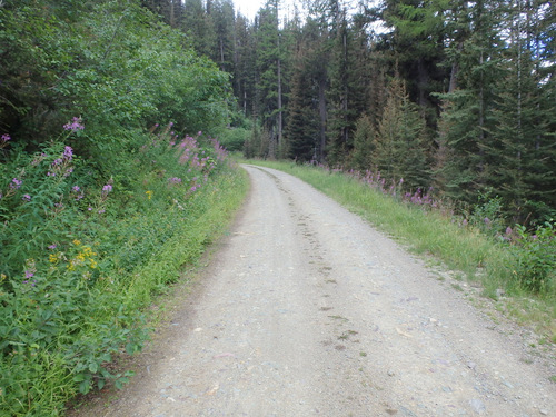 GDMBR: We're still climbing on NF-4353 towards Richmond Peak, MT.